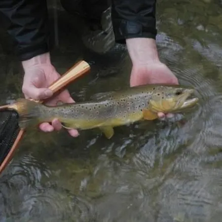 דירה Flyfishers-inn Sachrang Incl Fliegenfischen *
